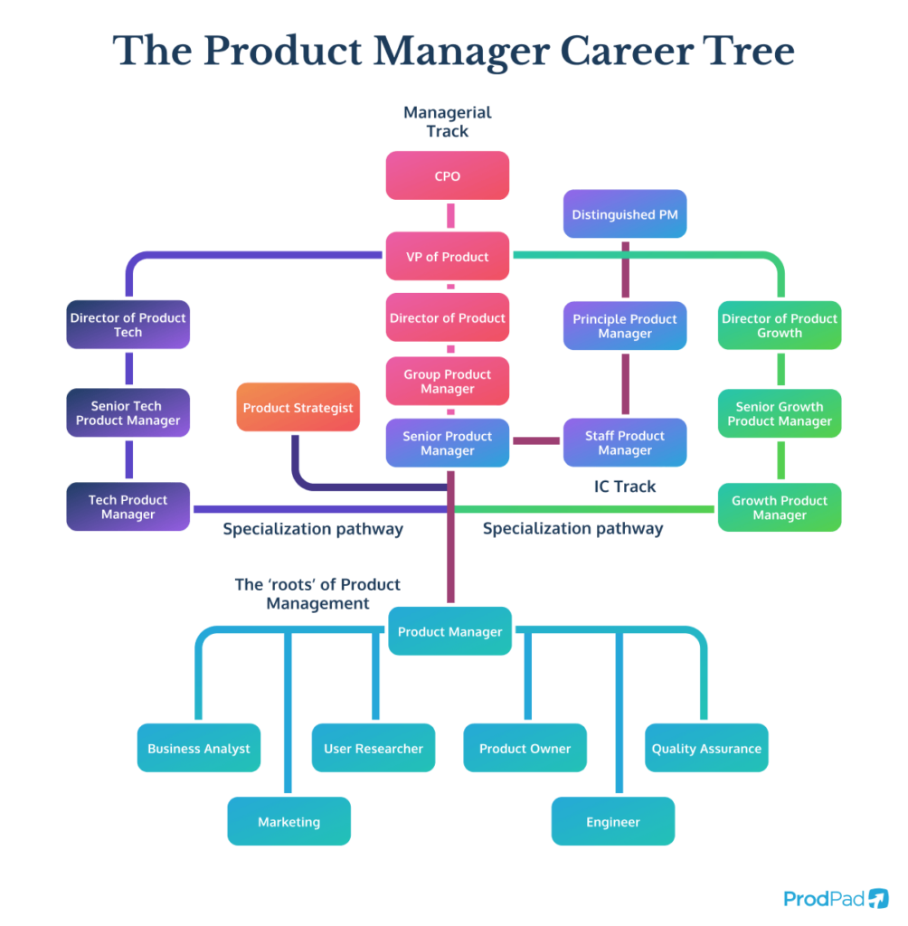 Product Management career path tree